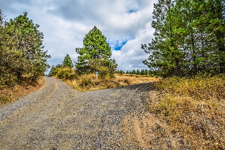 Landscape tree nature forest Photo