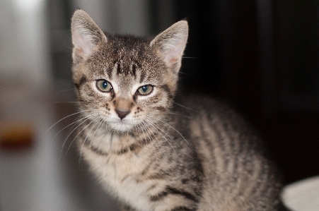 動物 ペット 子猫 猫 写真