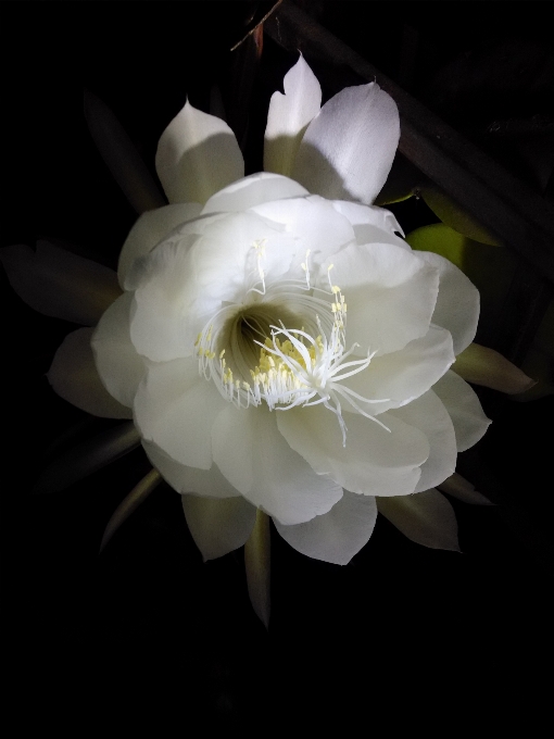 Florescer cacto
 preto e branco
 plantar