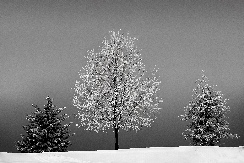 Landschaft baum natur zweig