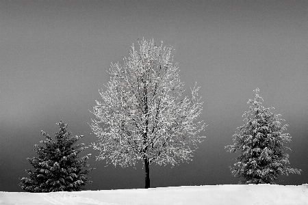 Photo Paysage arbre nature bifurquer