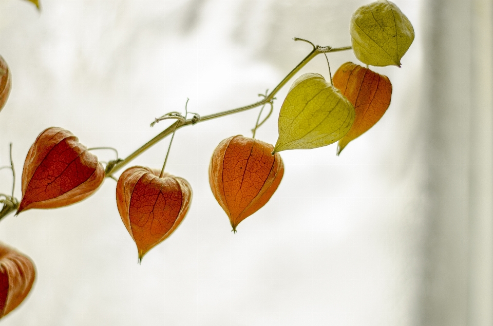 Branch blossom plant leaf