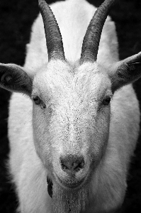 Foto Bianco e nero
 azienda agricola visualizzazione