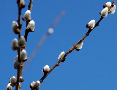 Baum natur zweig blüte Foto