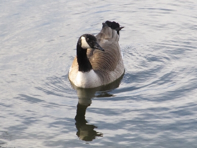 Water nature winter bird Photo