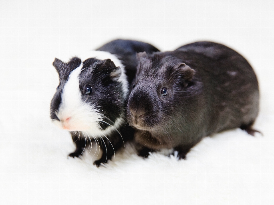 Preto e branco
 rato bicho de estimação mamífero