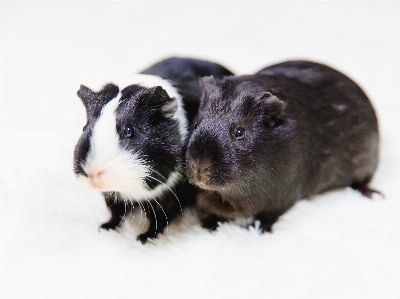 Foto Bianco e nero
 topo animale domestico mammifero