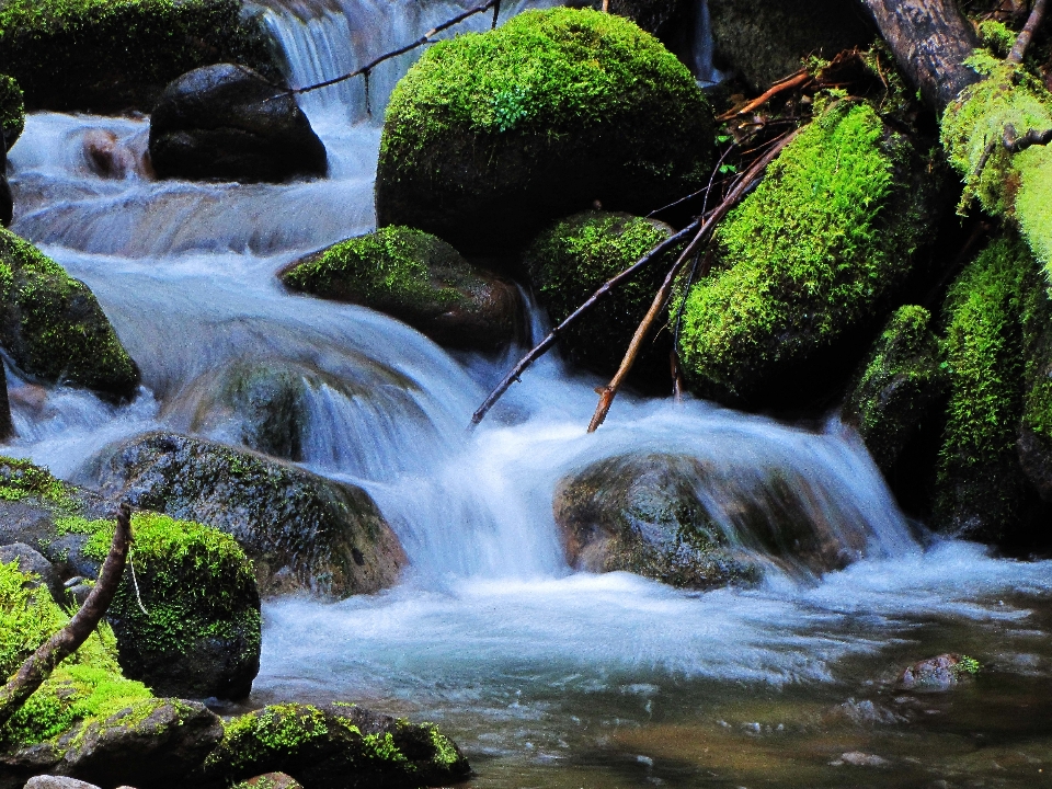 Paesaggio acqua natura foresta