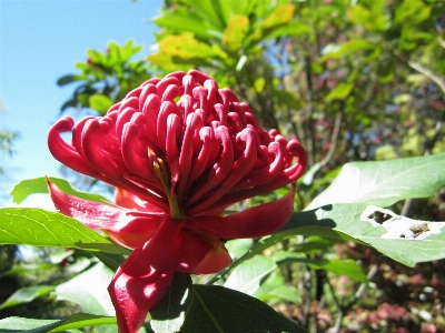 Blossom plant leaf flower Photo