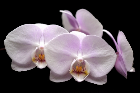 Nature blossom plant white Photo