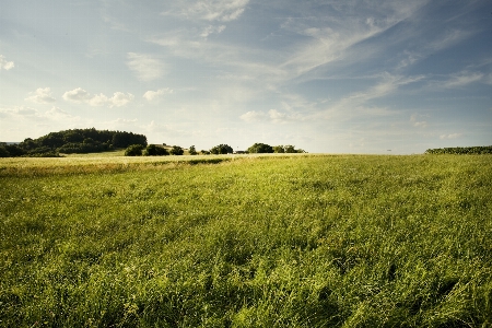 Landscape tree nature grass Photo