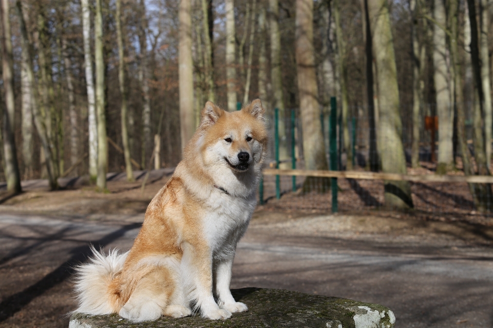 Tatlı köpek evcil hayvan kürk