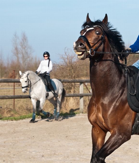 Ricreazione cavallo frenare
 stallone