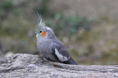 Nature bird wing wildlife Photo