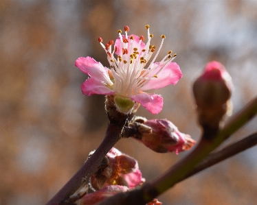 Tree nature branch blossom Photo