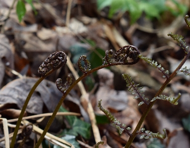 Photo Nature bifurquer usine feuille