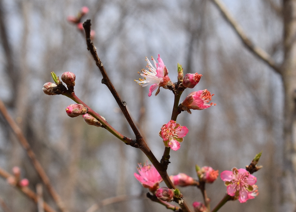 Baum natur zweig blüte