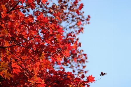 Tree nature branch plant Photo