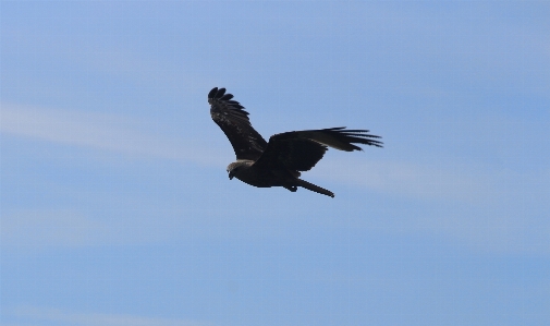 Nature outdoor bird wing Photo