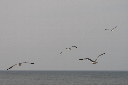 Sea horizon bird wing Photo