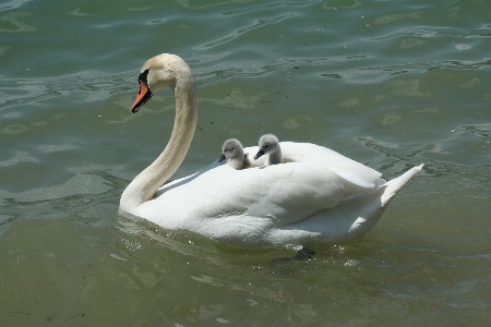 Photo Eau oiseau aile lac