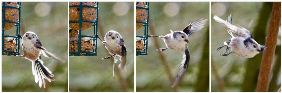 Bird animal fly food Photo