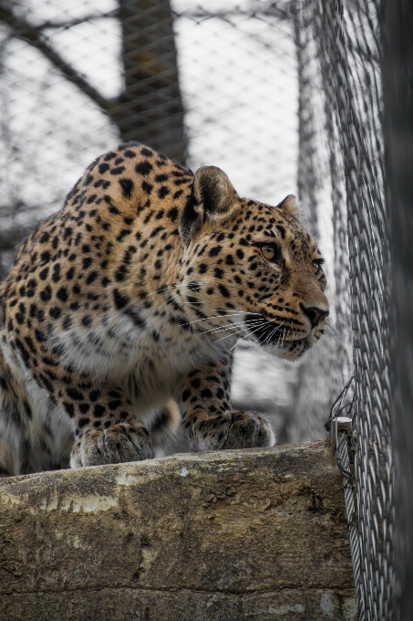 Pogląd dzikiej przyrody ogród zoologiczny portret