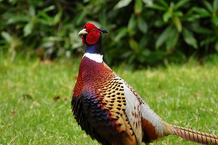 Nature bird wing farm Photo