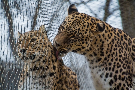 View female wildlife love Photo