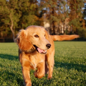 Foto Rumput berlari anjing satwa