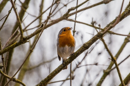 Nature branch winter bird Photo