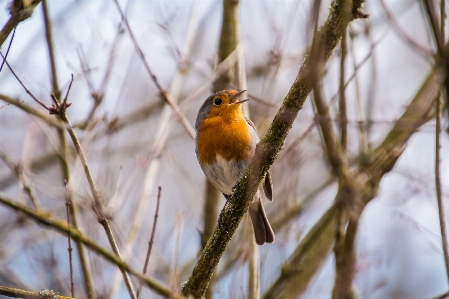 Nature branch bird flower Photo