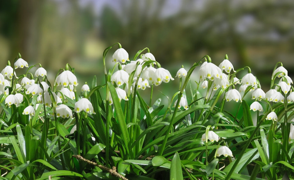 Grass blossom plant white