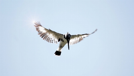 Foto Desierto
 pájaro ala cielo