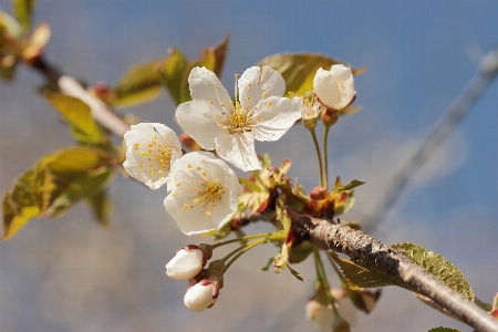 Nature branch blossom plant Photo