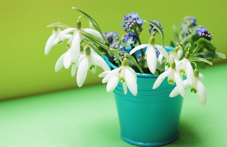 Plant white flower bloom Photo