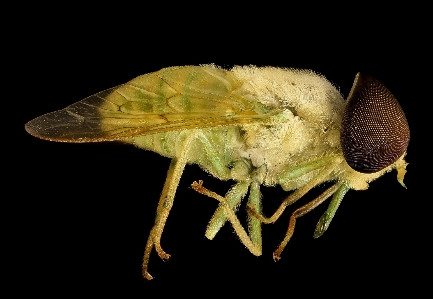 Nature wing white fly Photo