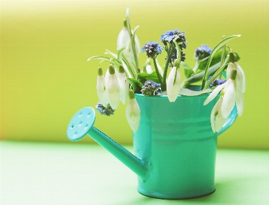 Plant white flower bloom Photo