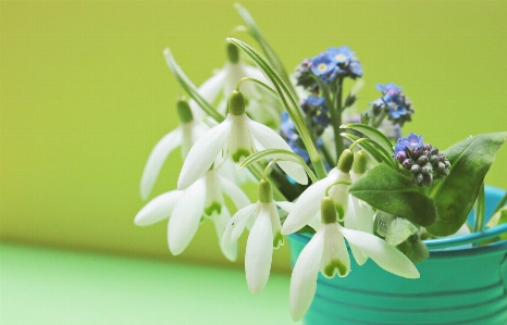 Plant white flower bloom Photo