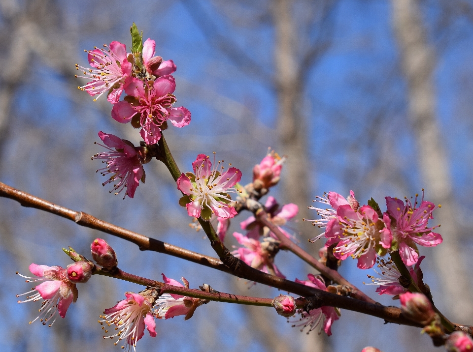 Tree nature branch blossom