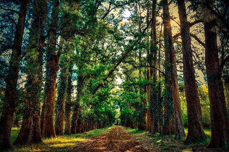 Foto Paisagem árvore natureza floresta