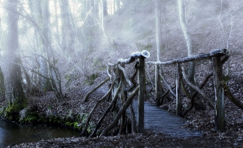 Tree water nature forest Photo