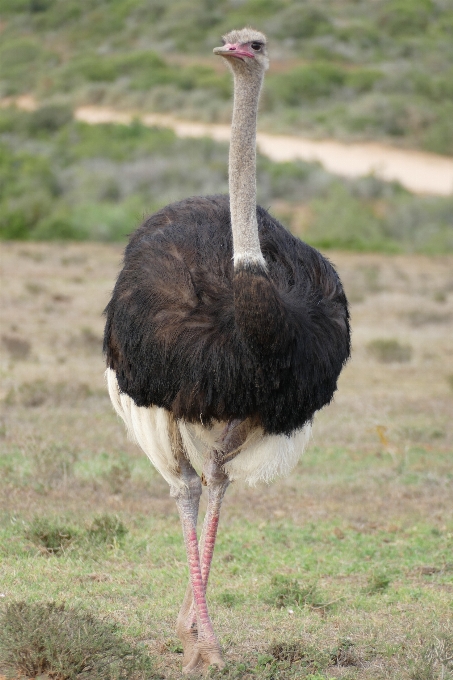 Oiseau faune bouquet le bec