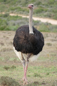 Photo Oiseau faune bouquet le bec