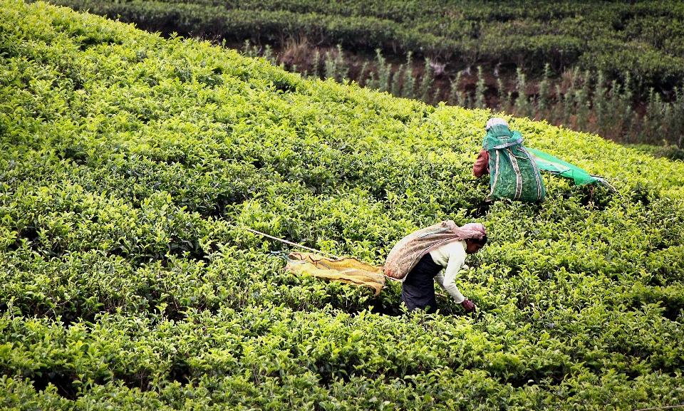 Lavoro pianta campo prato
