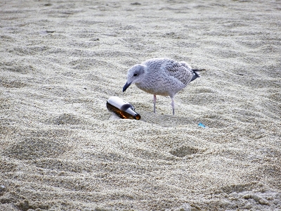 Foto Pantai laut air alam