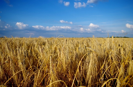 Landscape nature grass plant Photo