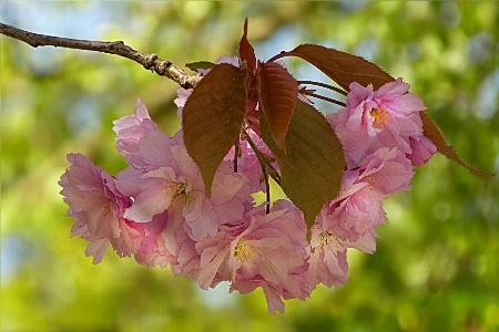 Tree nature branch blossom Photo