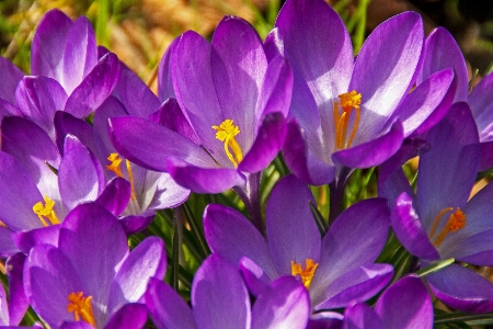 Nature blossom plant sun Photo