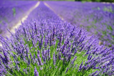 Grass plant field meadow Photo